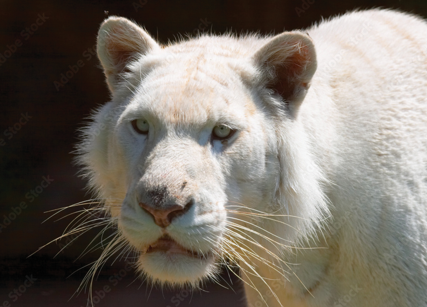 White tiger representing Jaguar spirit animal archetype
