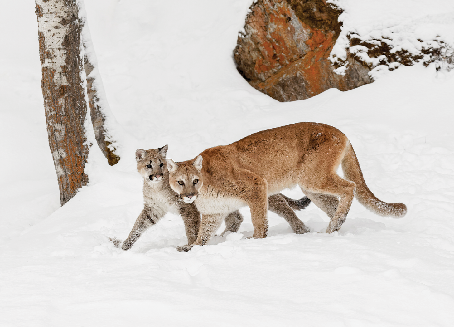 Puma — spirit animal archetype
