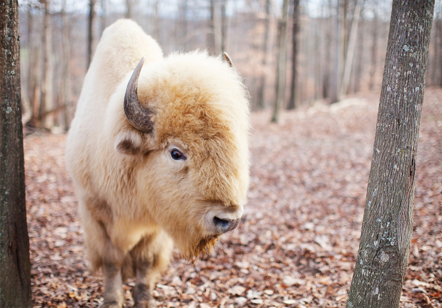 White Buffalo — spirit animal archetype